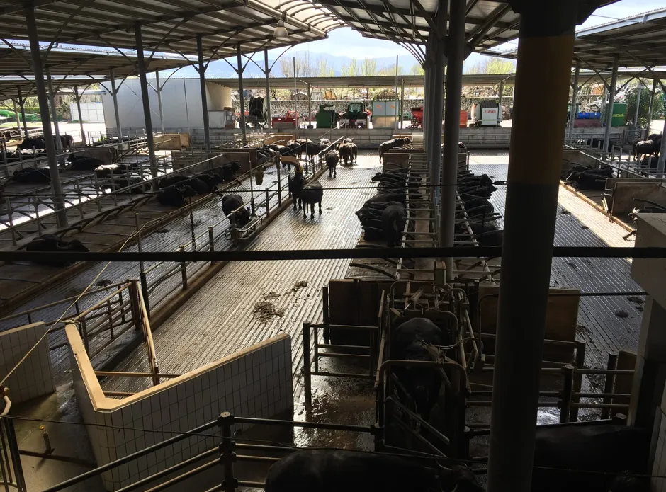 Paestum & Buffalo Mozzarella-5