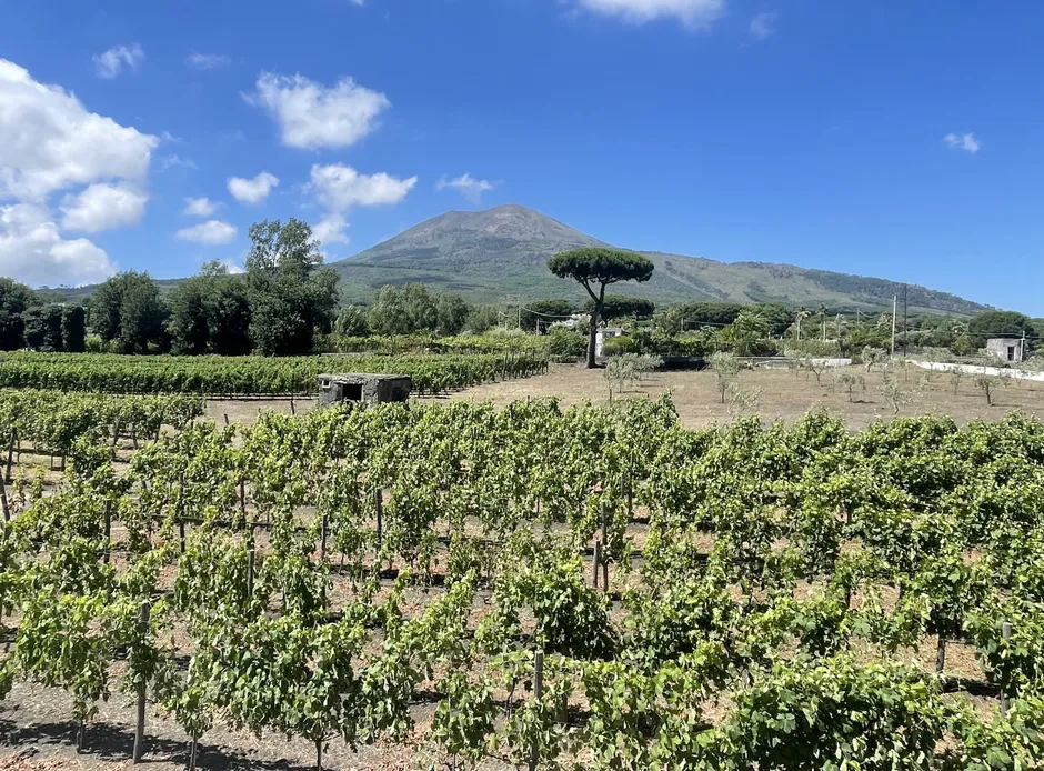 Pompeii-Herculaneum-Wine tasting-5