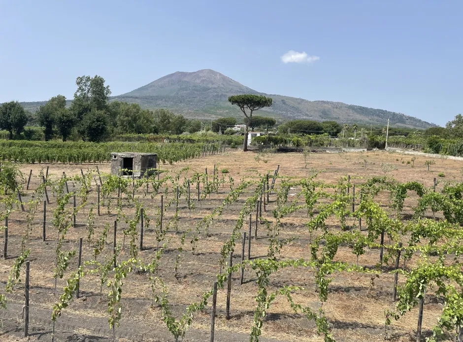 Pompeii - Wine & Olive oil tasting-5